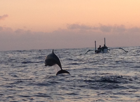 Rondreis Indonesië in vier weken - Wilde dolfijnen in Lovina, Indonesie