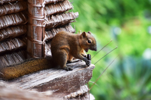 Sanur - Squirrel with an Oreo cookie (Bali - Sanur)
