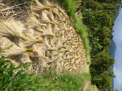 Bali - Rijstpiramides