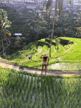 Bali - Rijst velden Bali