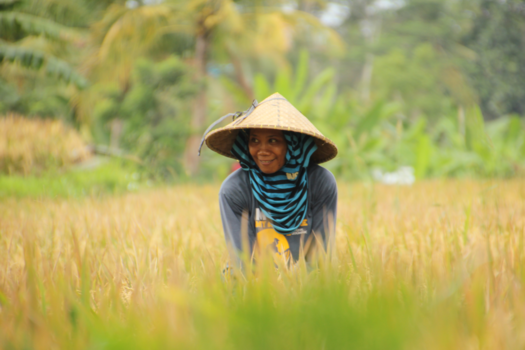 Rondreis Indonesië in vier weken - Back to the roots in Indonesia