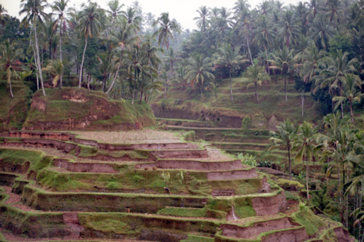 Bali - Rijstplateaus