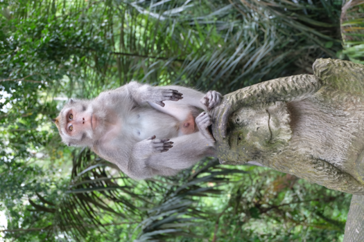 Ubud - King of the monkeys