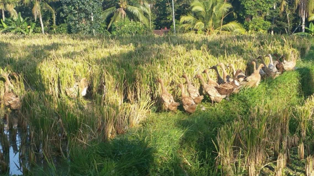 Bali - De ochtendspits in ubud