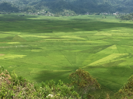 Flores - Spinnenweb rijstveld
