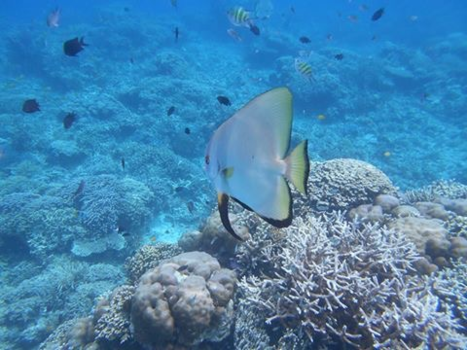 Flores - Onderwaterleven Flores