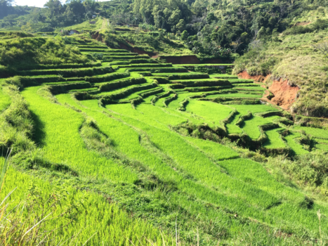 Flores - Mooie sawa’s