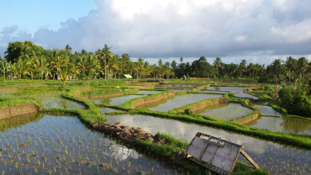 Bali - rijstvelden Ubud