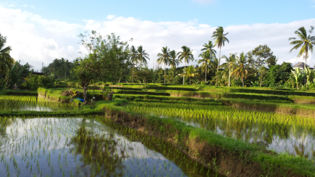 Bali - rijstvelden Ubud