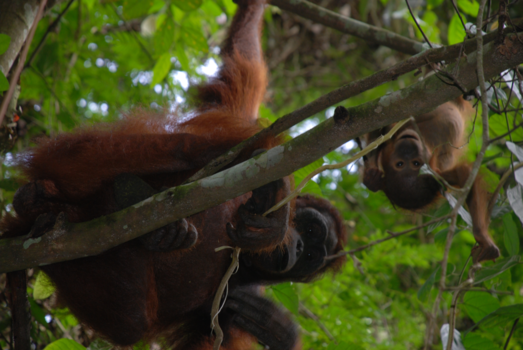 Kalimantan - I see you! - Wilde Oerang Oetangs in Kalimantan, Borneo.