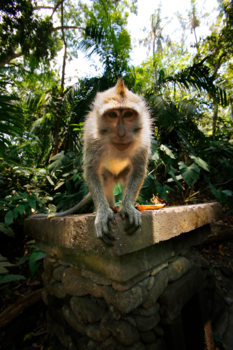 Bali - Eyeballing monkey