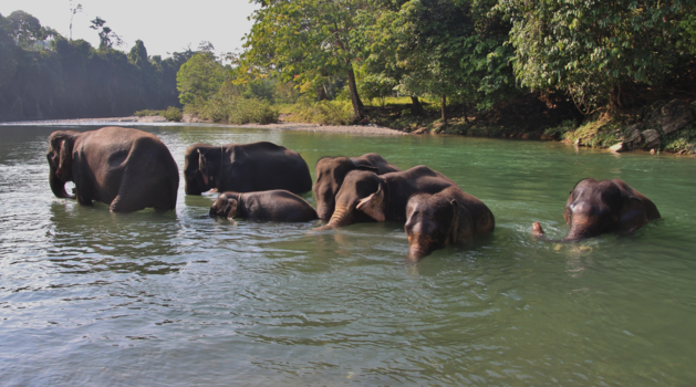 Sumatra - Olifanten in Tangkahan