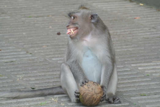Bali - Afblijven is van mij!