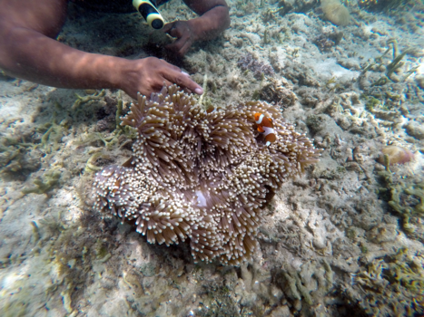 Gili-eilanden - Finding Nemo at the Gili Island of Lombok,Kedis