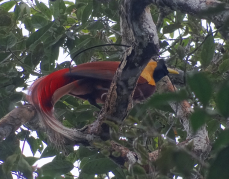 Papoea - Bird of Paradise - West Papua