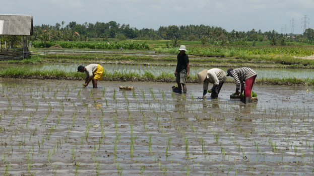 Bali - Jonge rijst plantjes planten