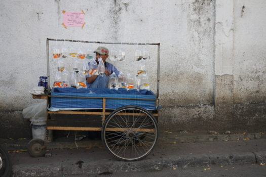 Java - Siervissen op straat aangeboden