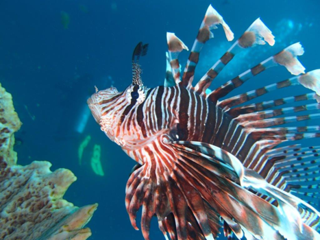 Flores - Lionfish