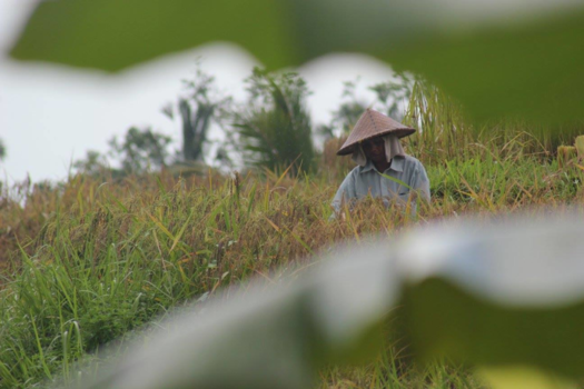 Bali - Into the field