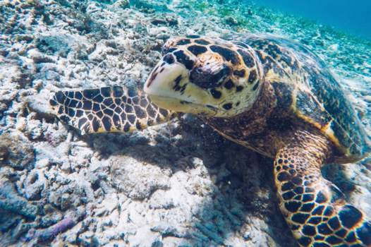 Gili-eilanden - Turtle Paradise