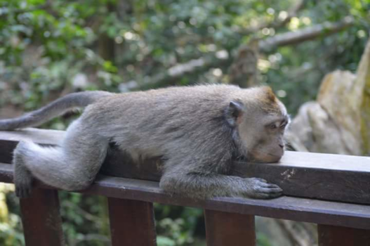 Bali - Money forest, Ubud, Bali