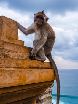 Bali - Monkey say cheese