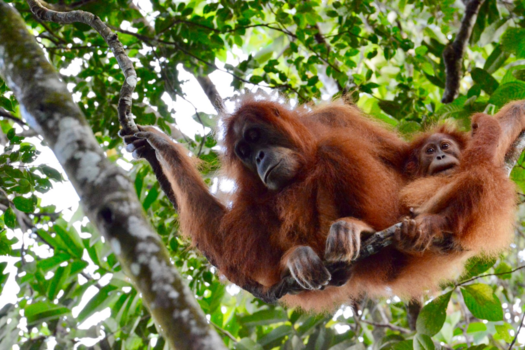 Sumatra - Bukit Lawang Oerang Oetangs
