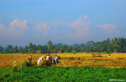 Bali - rijstvelden