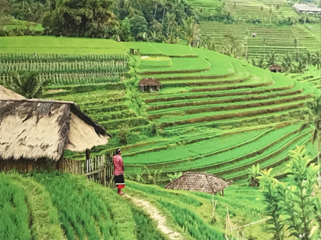 Jatiluwih rijstvelden - Mooiste plekje op de aarde de rijstenvelden van jatiluwi.