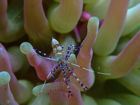 Manado - Symbiose shrimp