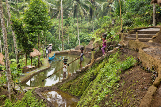 Rondreis Bali - Koffieplantage