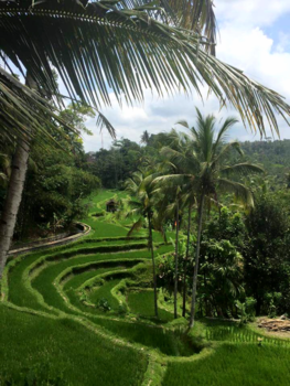 Bali - Rijstterassen