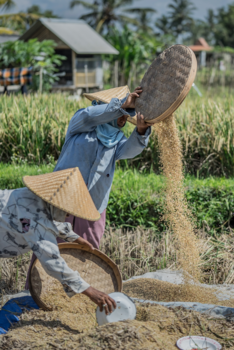 Rondreis Bali - Vrouwen aan het werk in  de reistvelden