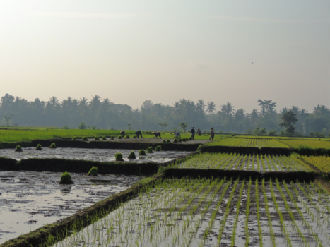 Java - een vroege ochtend in Yogjakarta