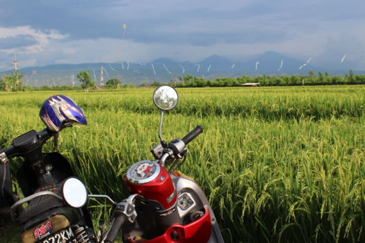 Singaraja - This is Bali