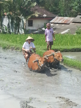 Bali - Ploegen op Bali, totaal anders dan met een tractor in Nederland