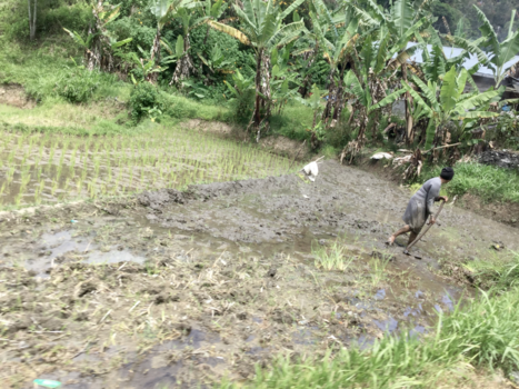 Sumatra - Het bewerken van de rijstvelden