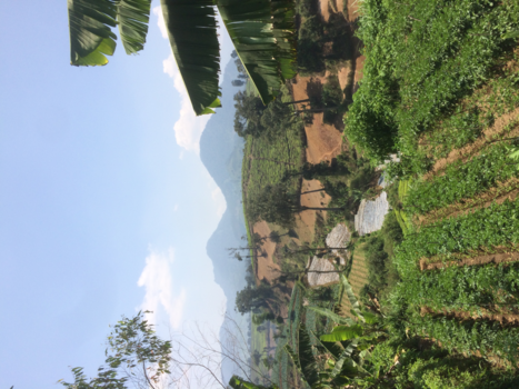 Rondreis Java - Theeplantage omgeving