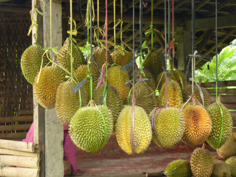 Rondreis Bali & Java - Durian. een  delicatesse in het land maar je moet er niet aan ruiken.
