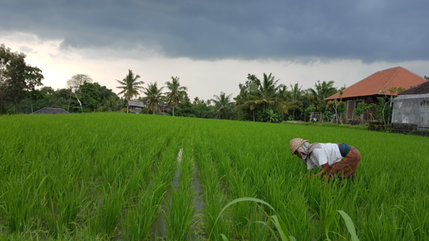 Bali - Oude vrouw plukt rijst met op de achtergrond een opkomende hoosbui