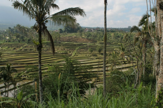 Bali - De rijstvelden