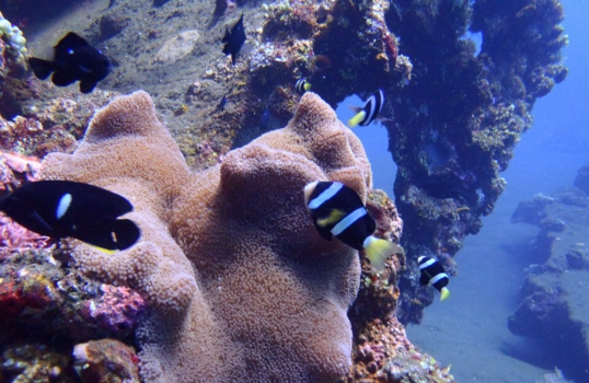 Bali - Duiken Tulamben