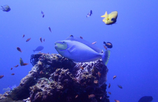 Bali - Duiken Tulamben