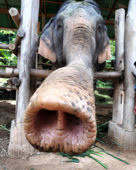 Bali - Nice to meet you !