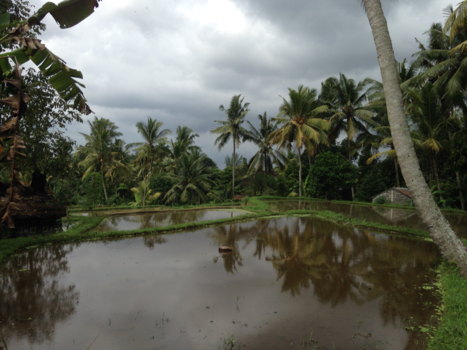 Bali - Rijstvelden rond Ubud