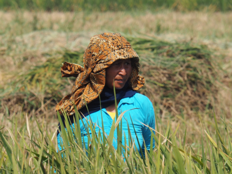 Bandung - Ricefields
