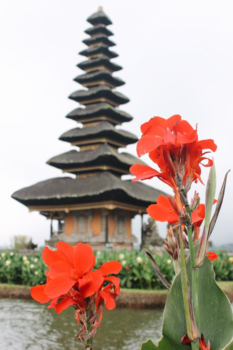 Bali - bloemen voor de drijvende tempel