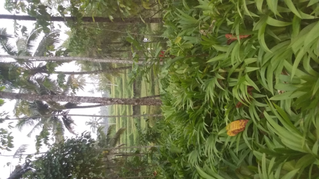 Rondreis Bali & Java - Plantage op Java