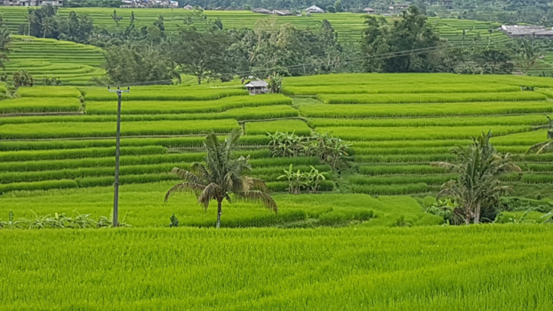 Bali - Jatiluwih rijstvelden