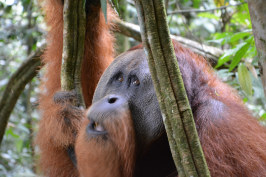 Sumatra - Ontmoeting met een Orang Oetan